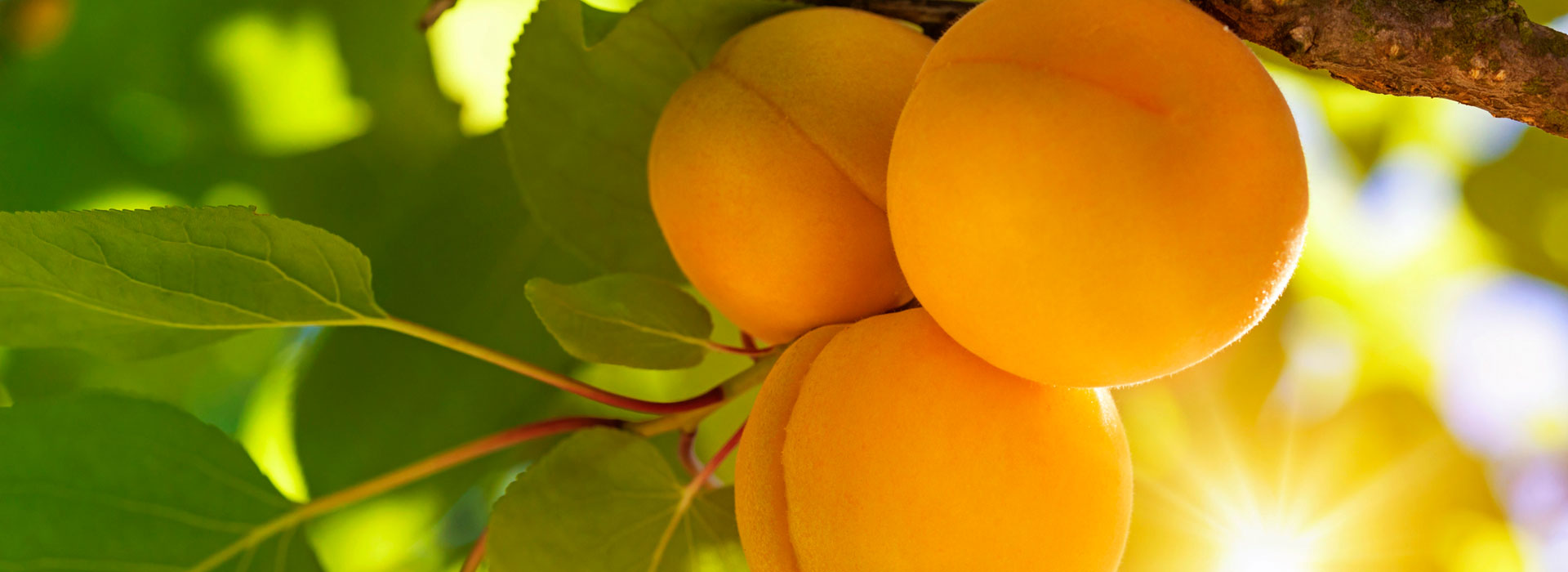 What Is Heaven Like?